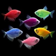 IKAN CANTIK WARNA WARNI