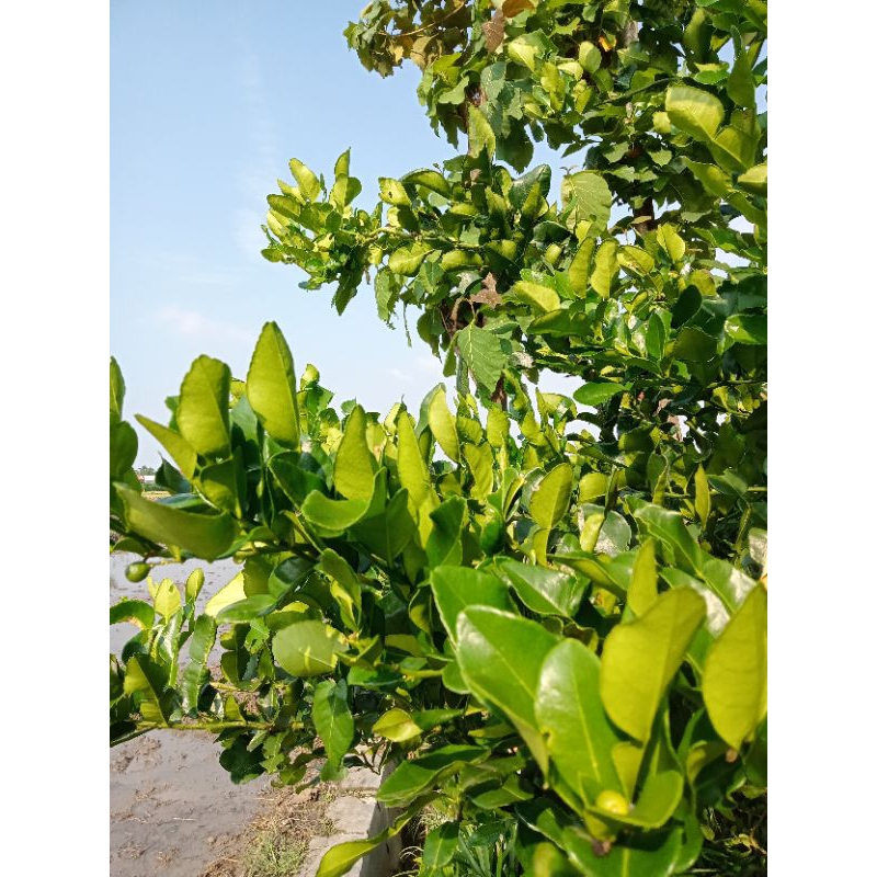 

Daun Jeruk Purut Fresh 250gr