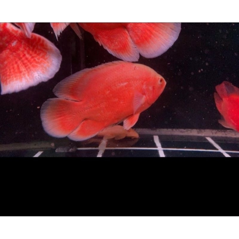 Ikan Hias Oscar RED Paris Chilli Tankmate Jumbo