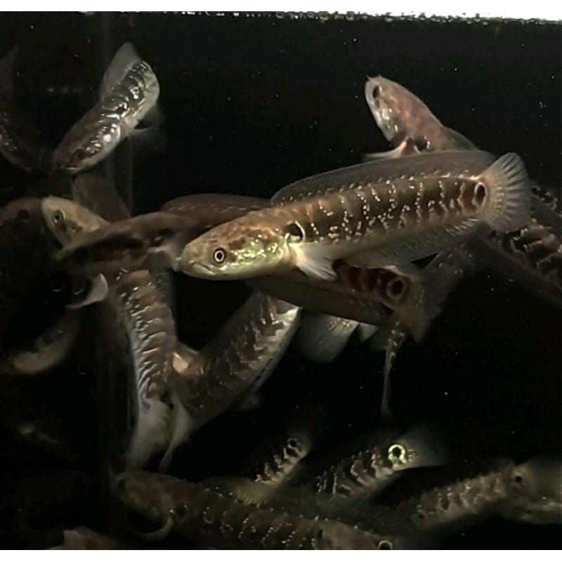Hiasan aquarium /channa asiatica WS