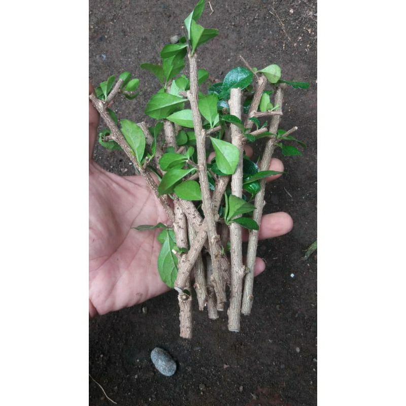stek hokiantea bunga impor per 10 btg