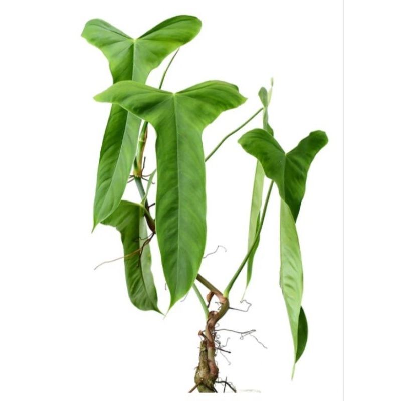 tanaman hias san antonio