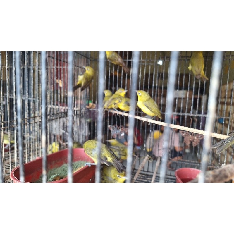 pleci dakun Madura purtotal