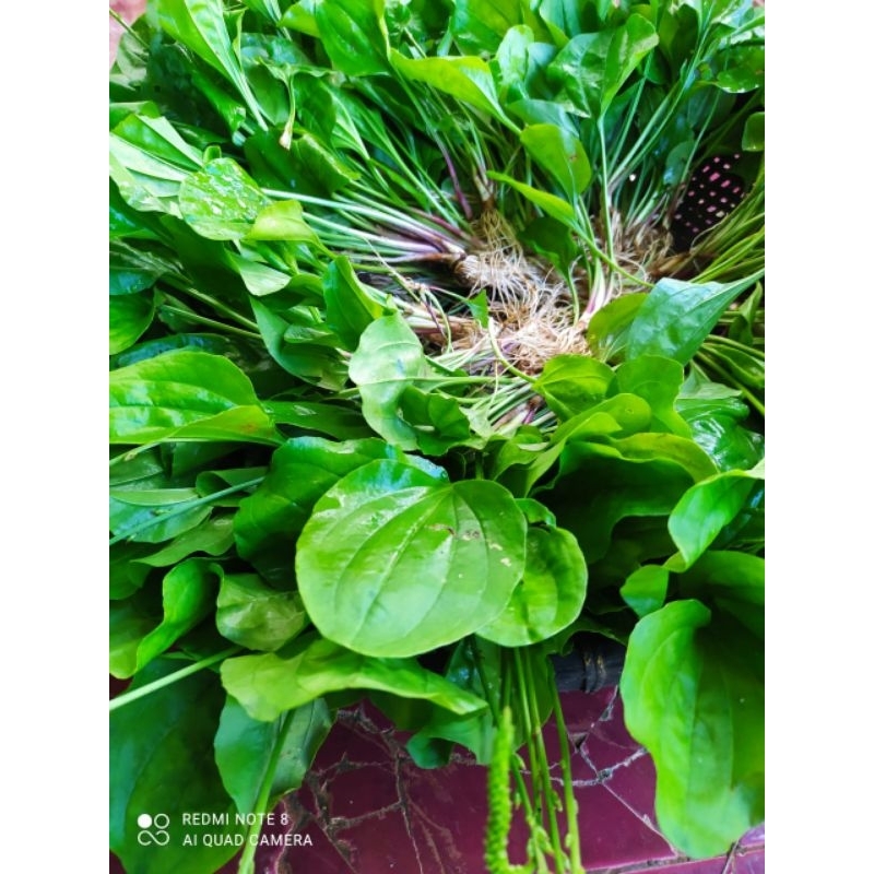 

daun ki urat atau daun sendok fress 1(KG)