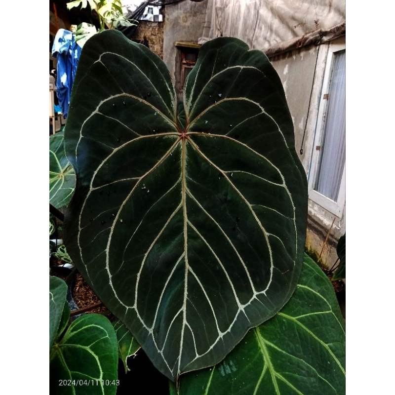 anthurium redman remaja bonggolan