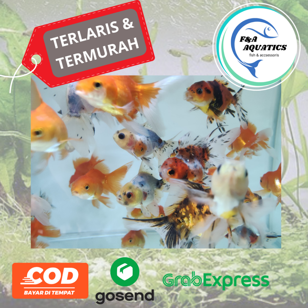 Ikan Hias Aquarium Koki Oranda - Ikan Koki Oranda - Koki Ukuran 8cm - Ikan Hias Air Tawar Koki
