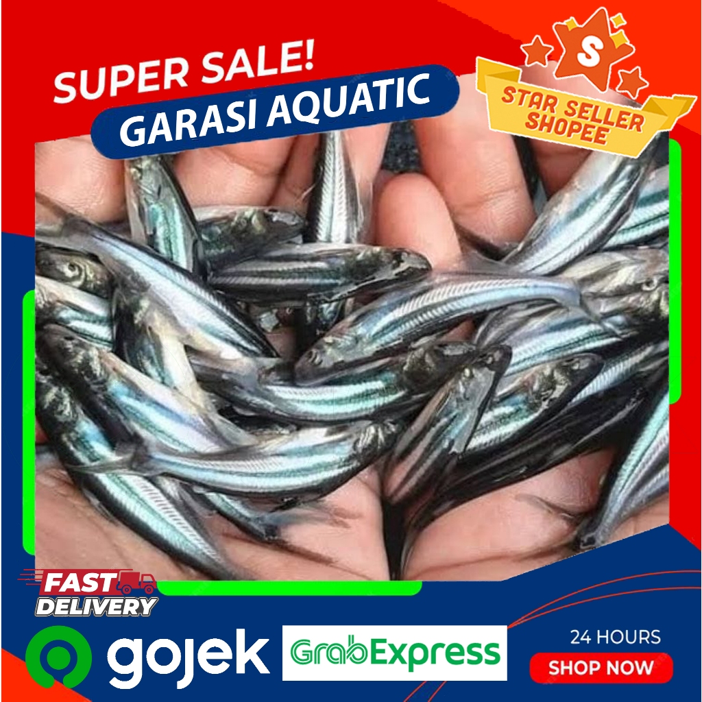 bibit ikan patin ukuran 6-7cm
