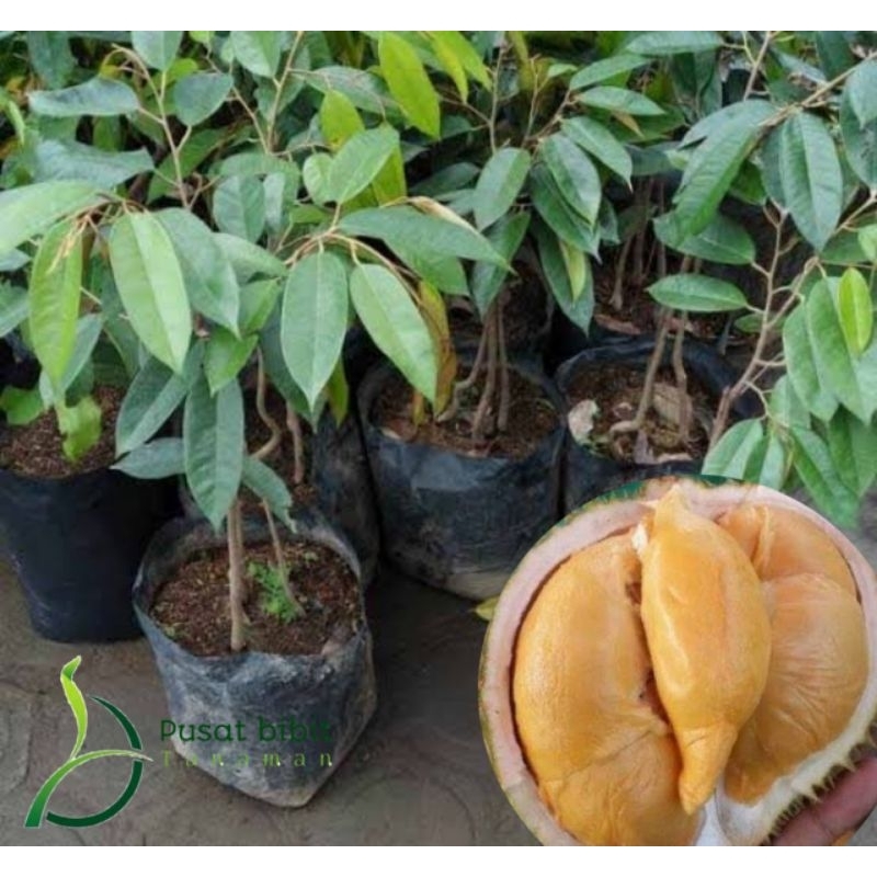 bibit tanaman durian super tembaga kaki 3