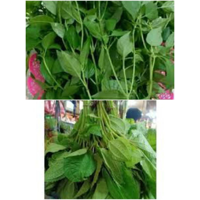 

Daun kemangi, lalap popohan