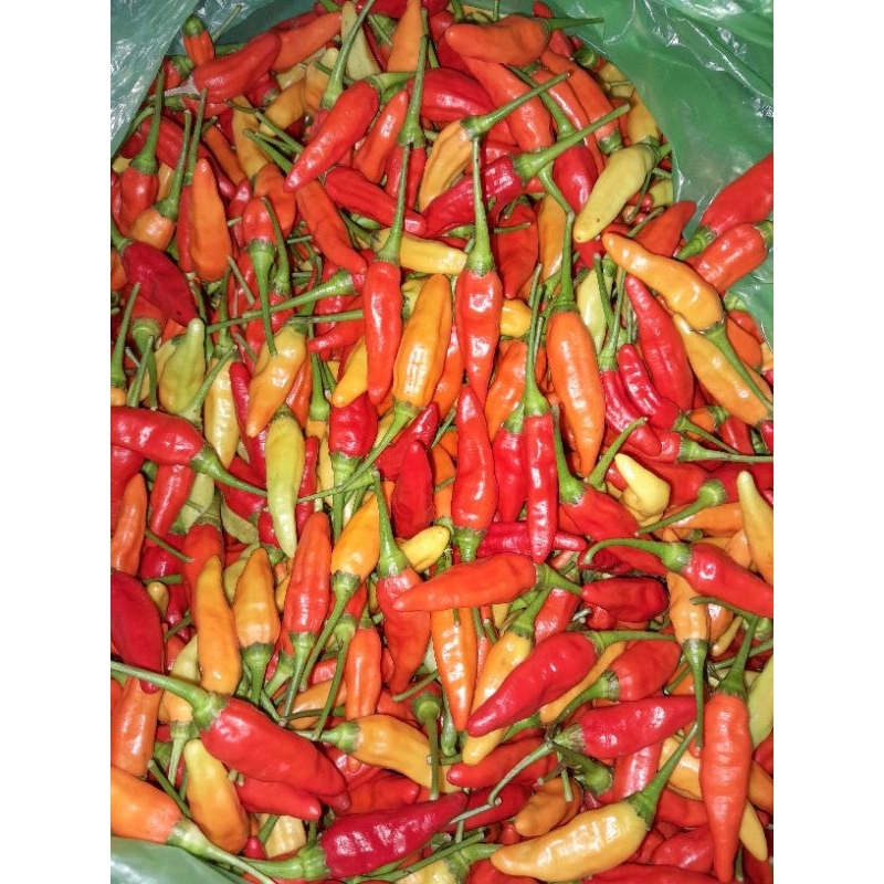 

Cabe/Cabai rawit kecil 250 gr/fresh dari petani/lombok rawit