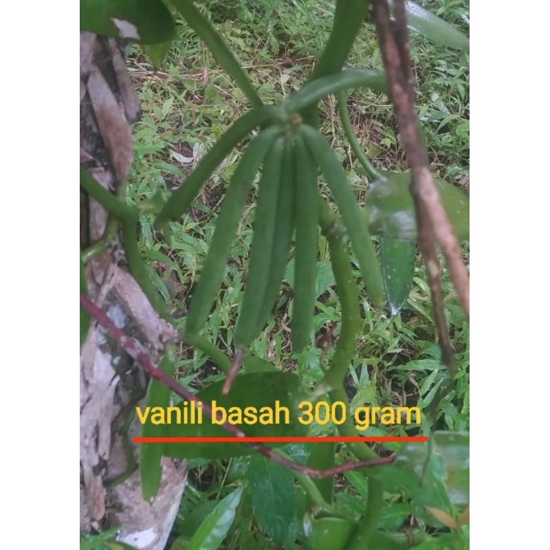 vanili basah kualitas bagus, terjangkau