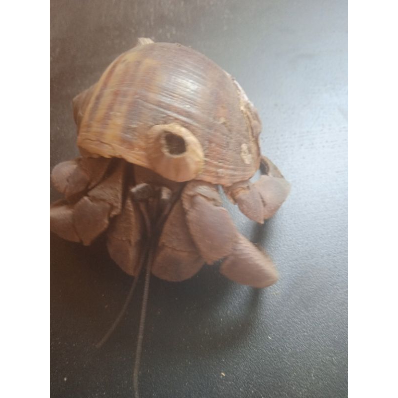 kelomang/Umang umang hidup..