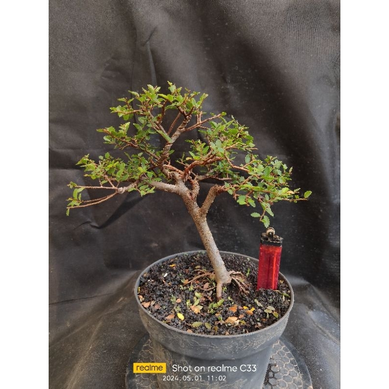 BONSAI ULMUS MIKRO