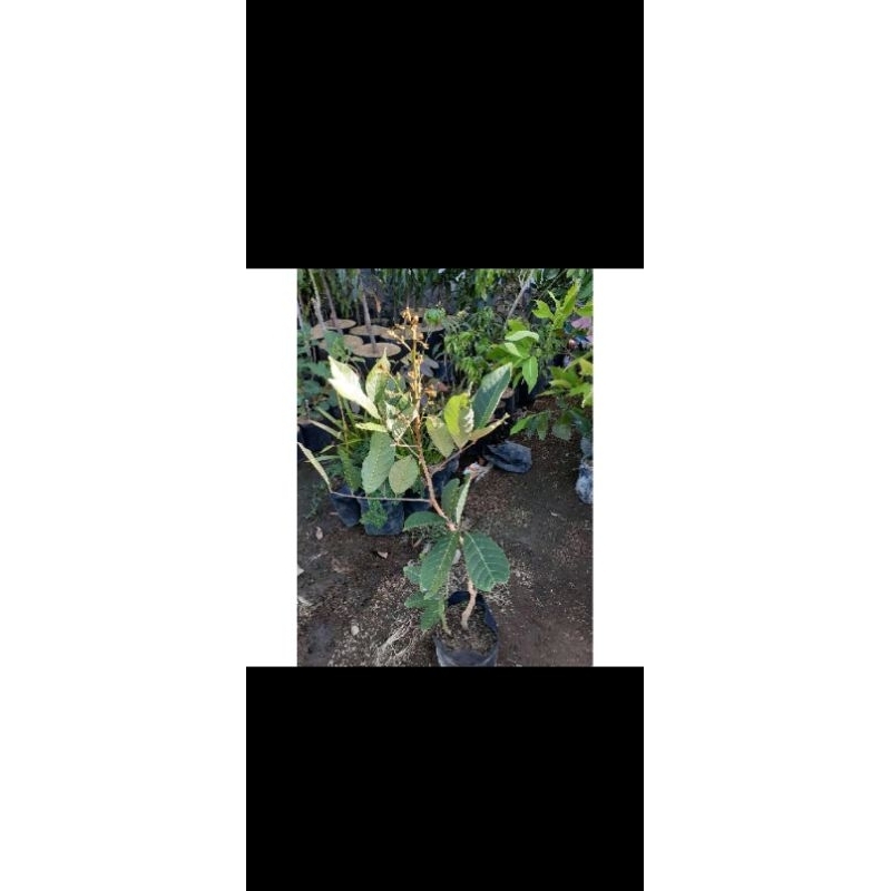 bibit rambutan hasil cangkok