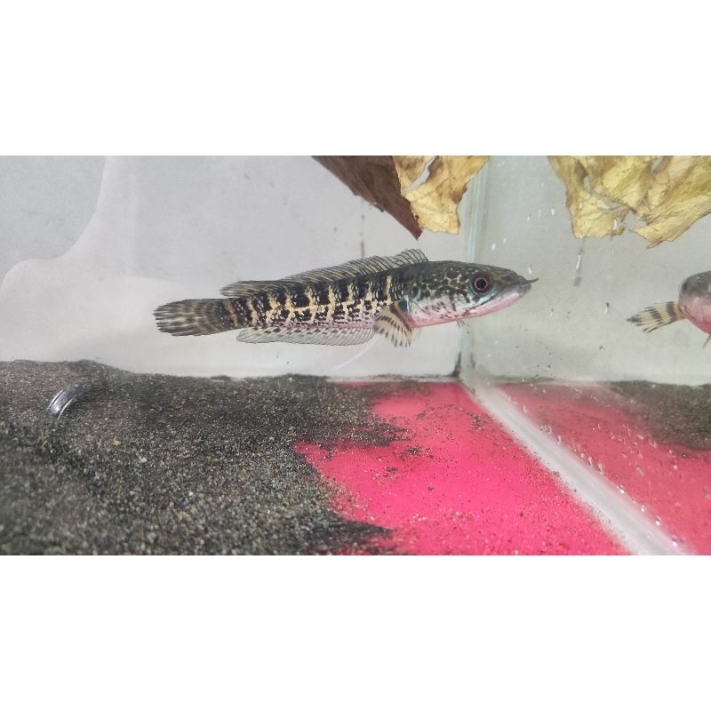 AURANTI MACULATA CB PREMIUM 6-8 CM GRADE A+