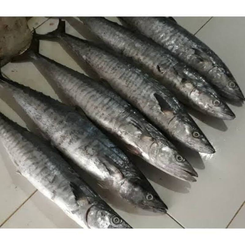 

ikan tenggiri besar / ikan tenggiri kecil