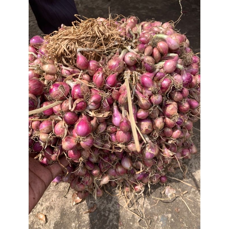 

Bawang merah protol 1 kg