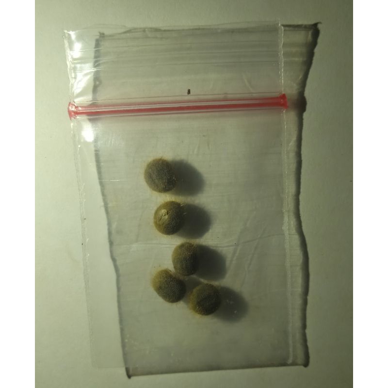 

Okra Hijau