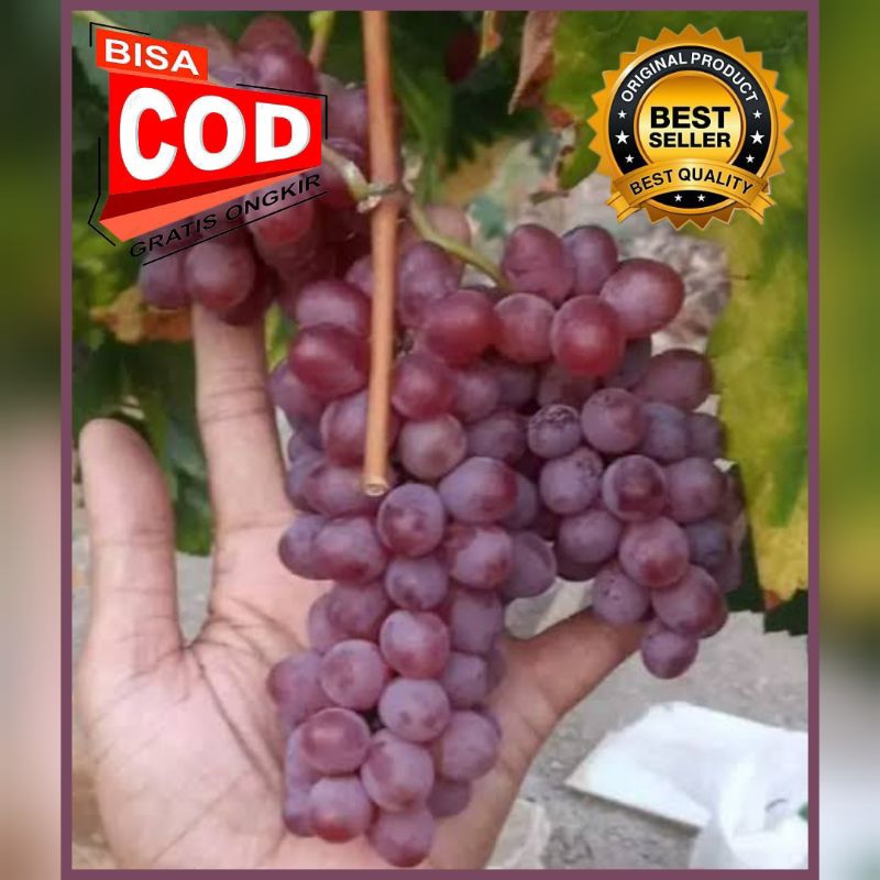 Bibit Anggur Import JUPITER 100% ORI Grafting - Tinggi 40-50 cm, Siap Tanam