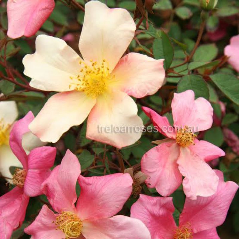 Mawar Ownroot Mutabilis (pink kuning peach) remaja & bibit