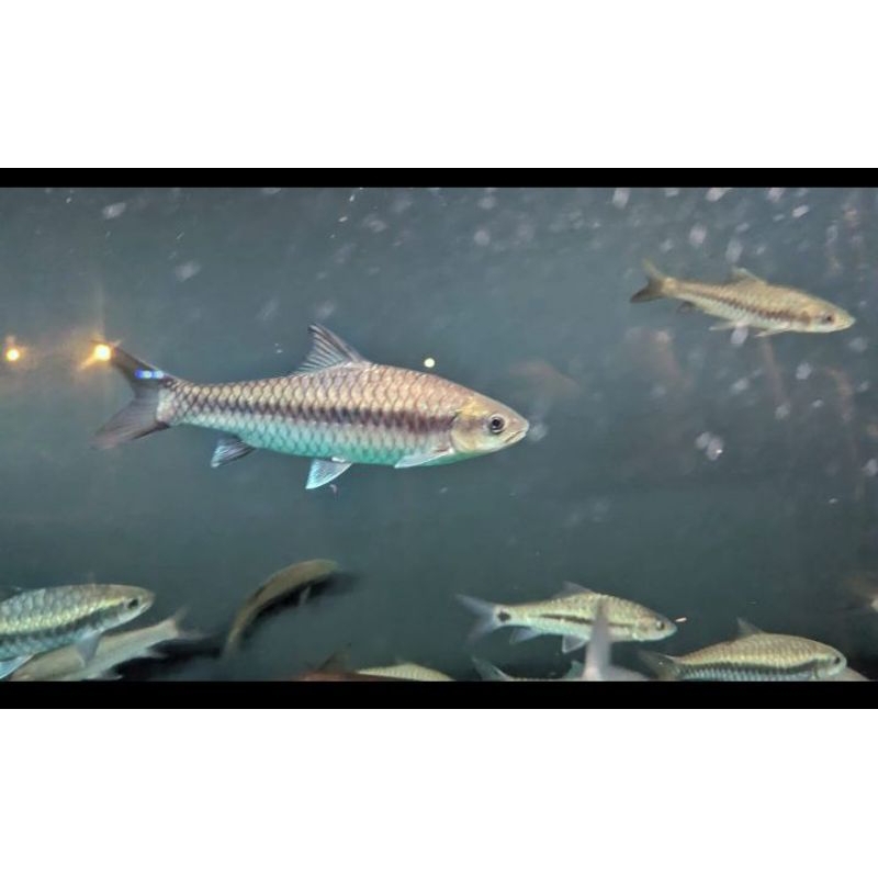 mahseer neo heter