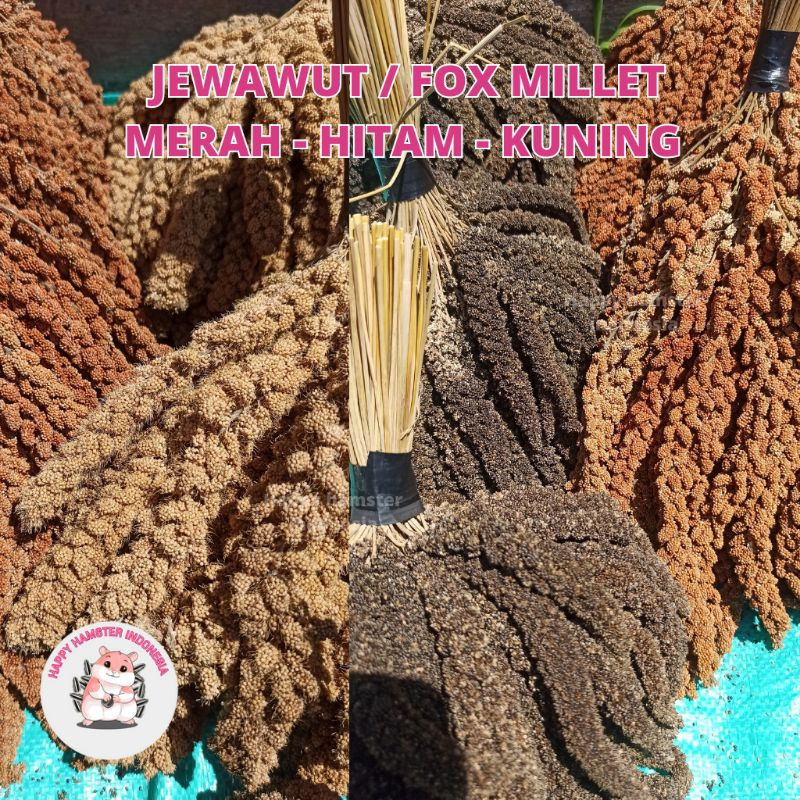 [Happy Hamster] 500gr Jewawut Hitam | Jewawut kuning | Jewawut Merah | Millet | Foxtail sprays hamst