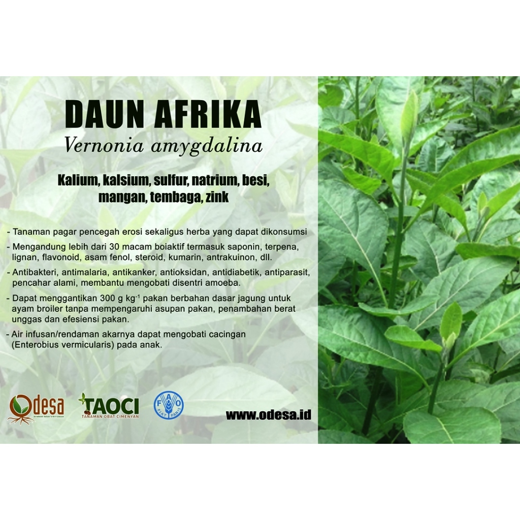 

Daun Afrika Organik | 30 Helai