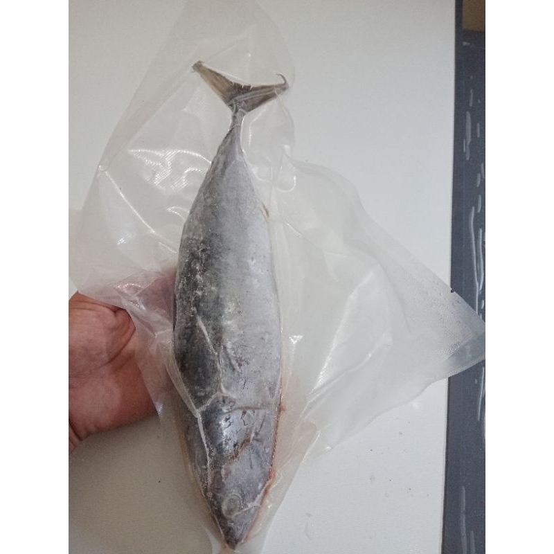 

ikan tongkol