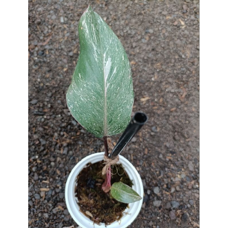 philodendron pink princess galaxy