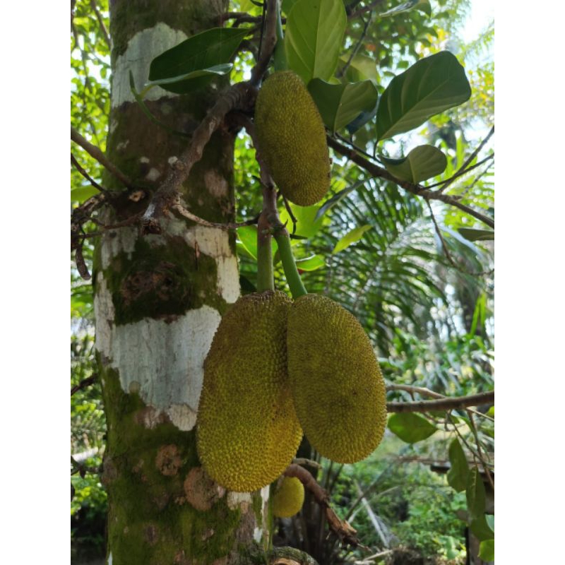 

Nangka sayur/Gori/nangka gule/ nangka rendang 10.000/kg