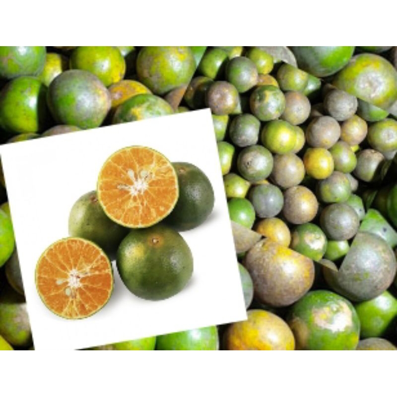 

jeruk peres / jeruk Semboro asem seger/ jeruk peras jember fresh dari pohon