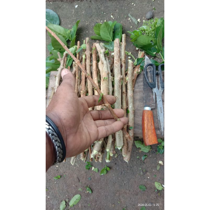 SANCANG STEK BATANG PAKET ISI 5 SAMPAI 80 BATANG TERGANTUNG UKURAN BESAR DAN KECIL ATAU SESUAI RIQUE