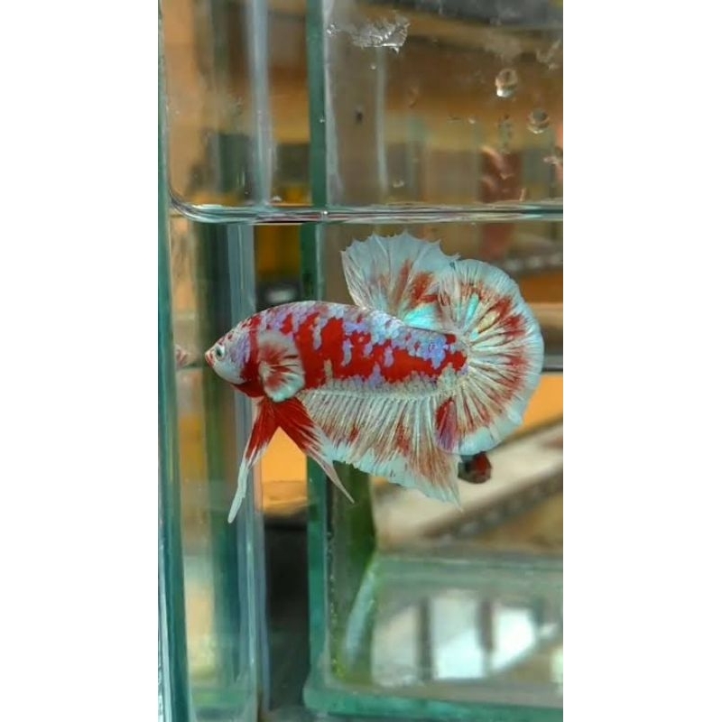 PLAKAT RED BARONGSAI MALE/FELMALE