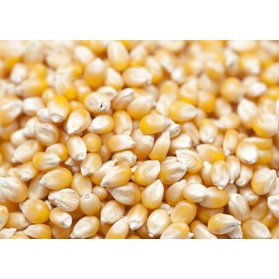 

Hemat Keras Jagung Popcorn 1Kg Biji Popcorn Kiloan MENTAH Popcorn 1 Kg popcorn bioskop Popcorn Mixed Mushroom and Butterfly