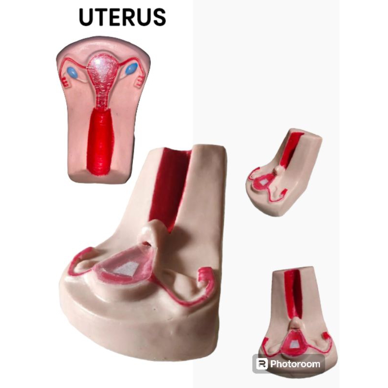 UTERUS /PHANTOM UTERUS SPIRAL/ANATOMI UTERUS RAHIM/MANEKIN UTERUS/ORGAN REPRODUKSI WANITA/ALAT PERAG