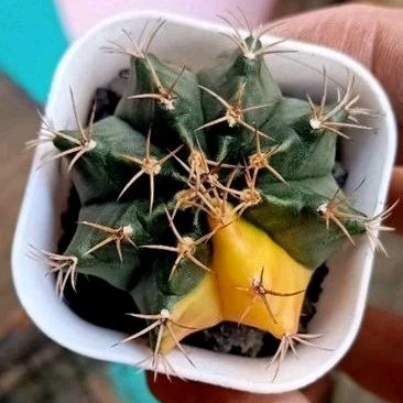 Tanaman Kaktus Gymno Miha YT Variegata