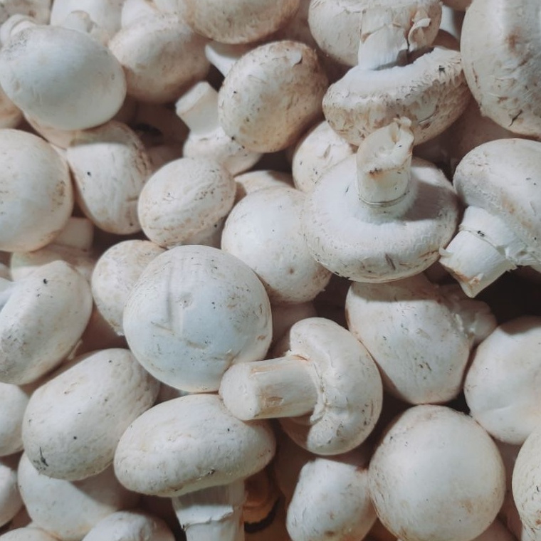 

Cuma satu hari jamur champignon kancing 1 kg