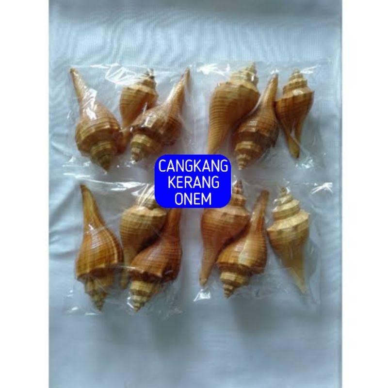 Termurah cangkang kerang onem untuk kerajinan