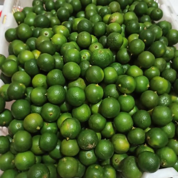 

D2289 JERUK KUNCI JERUK SONKIT LEMON CUI JERUK KASTURI JERUK KALAMANASI JERUK PONTIANAK