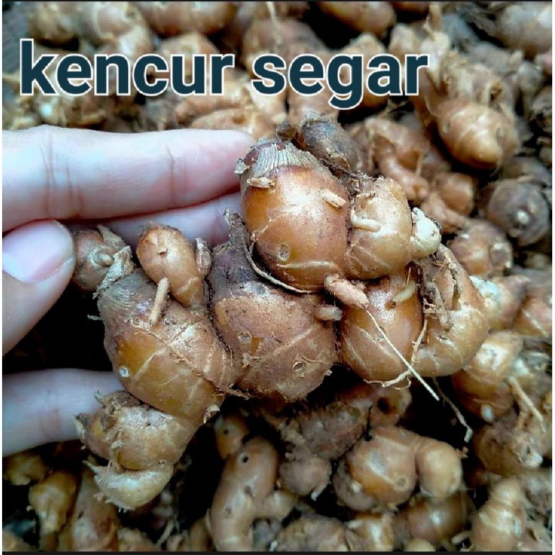 

PAKET 2 KG CIKUR ATAU KENCUR ASLI CIAMIS DIJAMIN FREESS