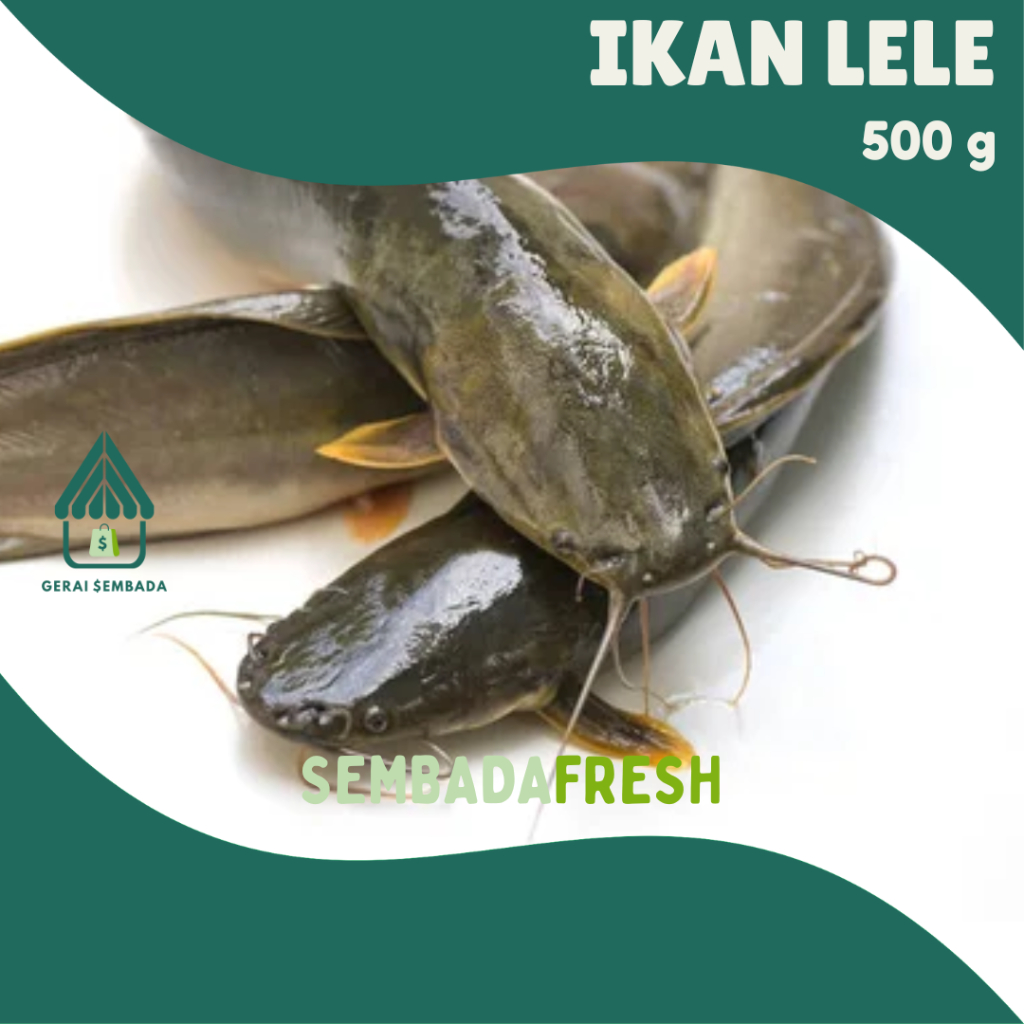

Ikan Lele Konsumsi 500 gram - SEMBADA FRESH [Pengiriman Instant]