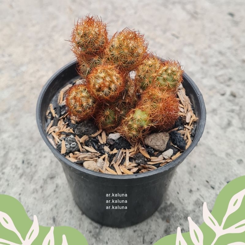 Mammillaria ' Elongata ' Duri Kuning / Merah cluster kaktus sukulen tanaman hidup