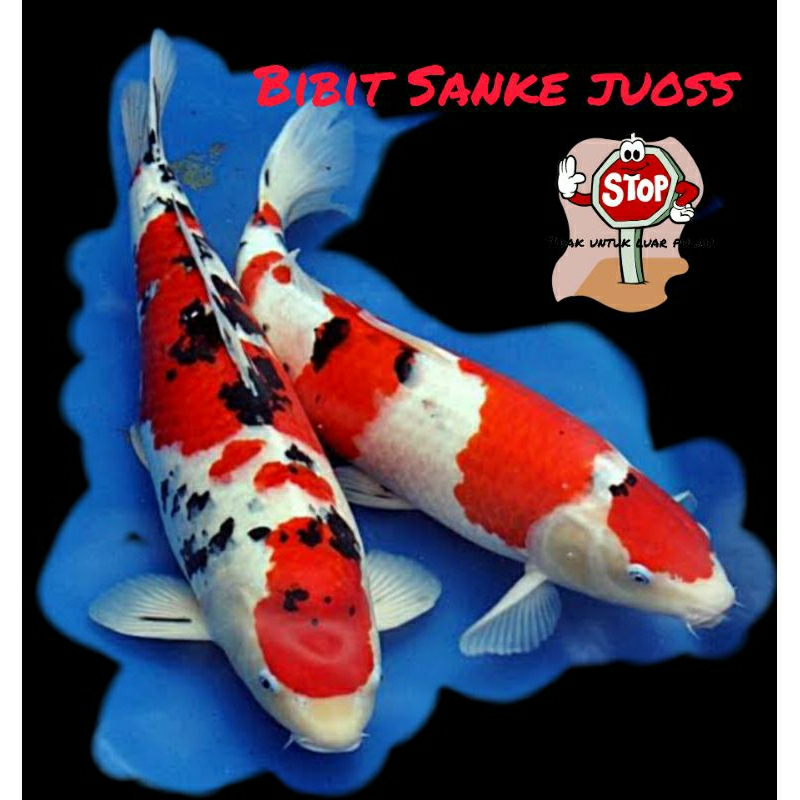 Ornamen hidup bibit koi Kohaku sanke murah