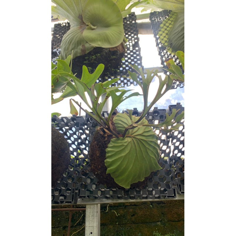 platycerium ridleyii rawatan tinggal pajang