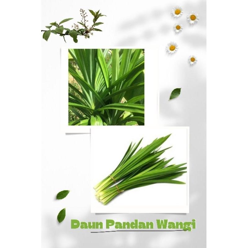 

Daun Pandan wangi