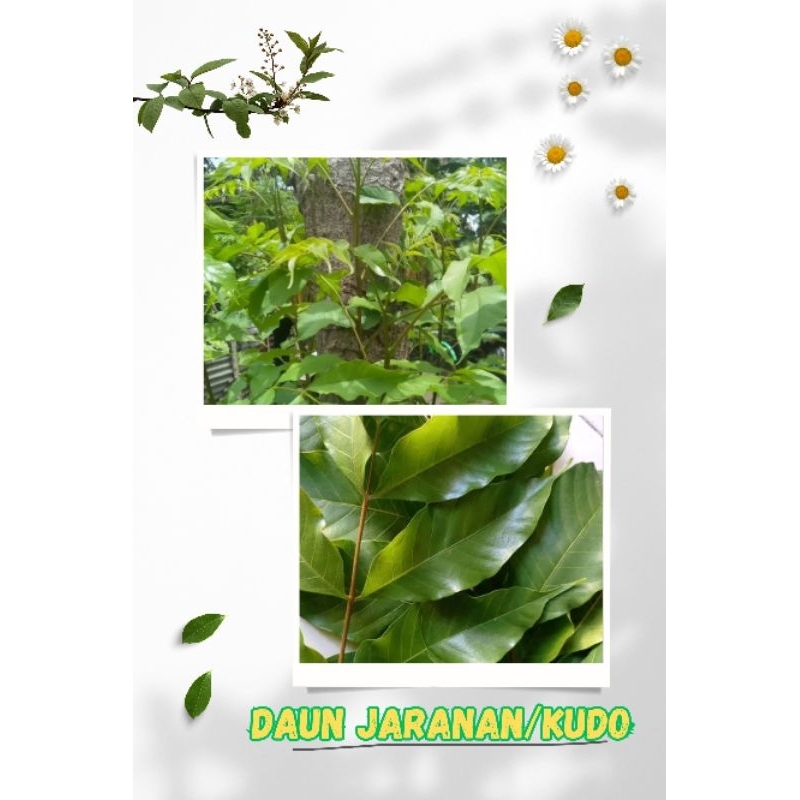 

Daun Jaranan/daun kudo fresh/langsung petik