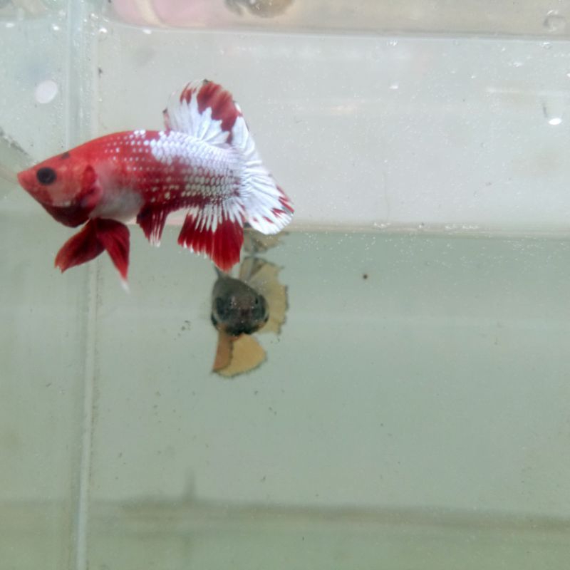 FCCP Red