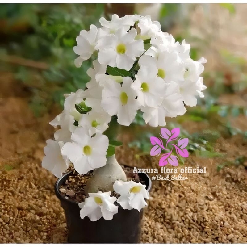 PROMO Tanaman adenium tumpuk bunga putih / tanaman hias adenium bunga tumpuk