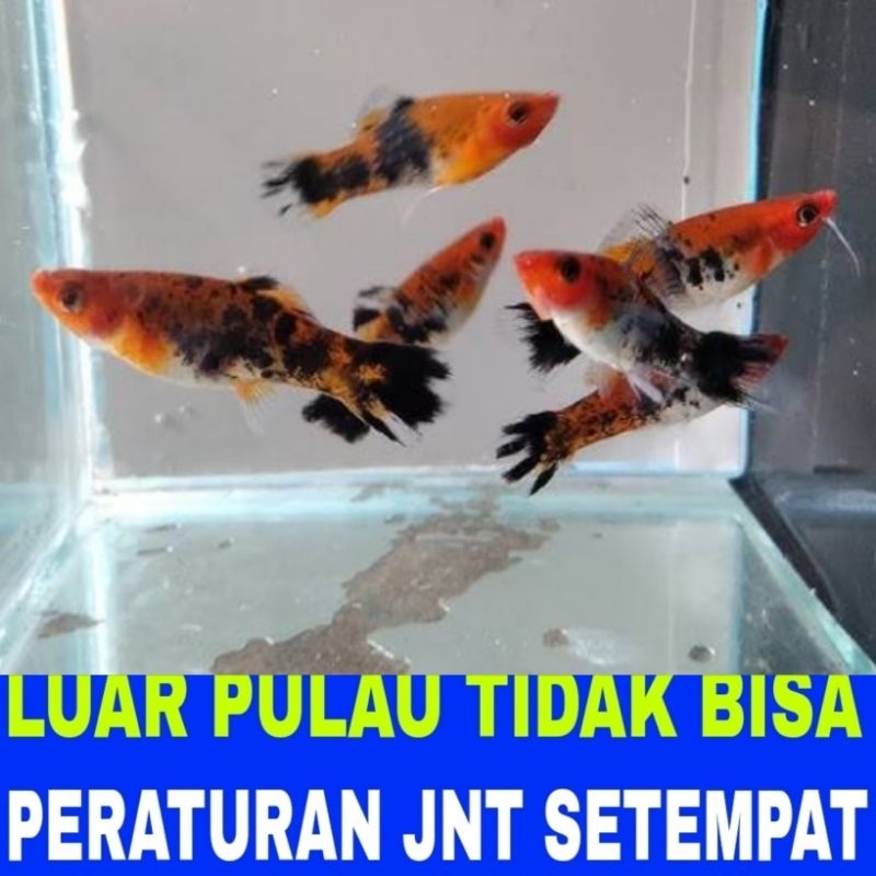 ikan hias platy sanke 10 pcs