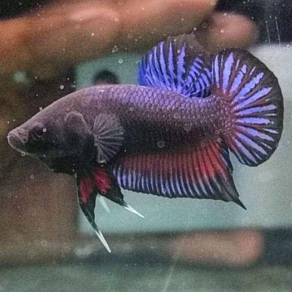 Cupang Aduan Fighter Import Ipoh Malaysia Original Rawatan Siap Tempur